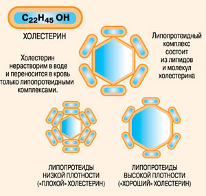 Схема обмена холестерина в организме. Именно белково-жировые комплексы - липиды разносят холестерин по организму. Если в кровотоке возникает избыток липопротеидов низкой плотности, то это вызывает отложение холестерина в стенках сосудов, ожирение и атеросклероз, что приводит к болезням, связанным с кровообращением. Липопротеиды высокой плотности, наоборот, замедляют рост бляшек и ведут к торможению процессов атеросклероза. То есть в организме существует механизм регуляции обмена холестерина. Изображение: «Наука и жизнь»