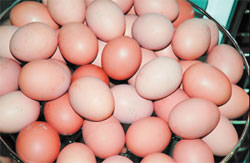 Крупное куриное яйцо содержит 6-8 г белка и 5-7 г жира, из которых только 2 г - насыщенные жиры. В одном желтке 250-300 мг холестерина. Яйца - очень полезный для здоровых людей продукт, но при нарушениях холестеринового обмена потребление их нужно сократить. Фото: «Наука и жизнь»