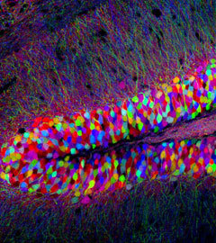   .     .    nikonsmallworld.com