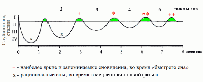 Биологические Ритмы И Работоспособность Реферат