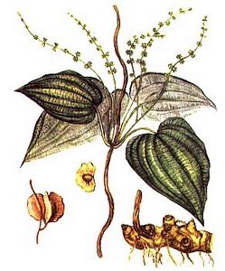 DIOSCOREA CAUCASICA LYPSKY and DIOSCOREA NIPPONICA MACINO