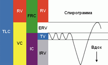 Клуб выпускников МГУ: ИЗМЕРЕНИЕ ОБЪЁМА ЛЁГКИХ В ДОМАШНИХ УСЛОВИЯХ