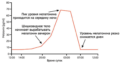 Мелатонин и молодость