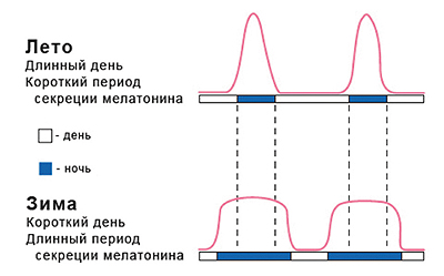 Мелатонин и молодость