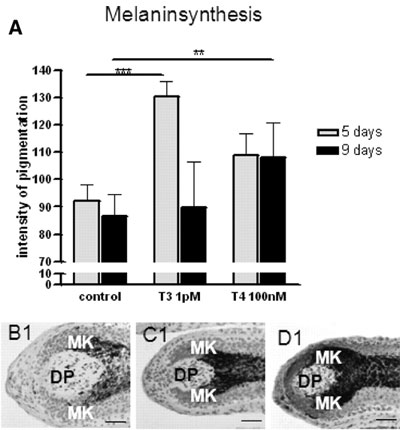 melaninsynthesis