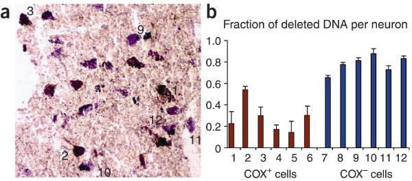 Слева: нейроны COX- окрашены в фиолетовый цвет, тогда как нейроны с достаточным количеством цитохром-c-оксидазы (COX+) окрашены в коричневый. Справа: доля делеций в нейроне (красные - нейроны с дефицитом цитохром-c-оксидазы, синие - с достаточным ее количеством). Рис. из статьи Kraytsberg et al. 2006