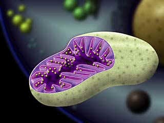 http://images.google.ru/imgres?imgurl=http://www.clickatutor.com/mitochondria.jpg&imgrefurl=http://www.brookings.k12.sd.us/biology/respiration.htm&usg=__uSElCzthYbEI7lW_zCb94QAcxLA=&h=240&w=320&sz=12&hl=ru&start=15&um=1&tbnid=UKpLSkZKxC2YhM:&tbnh=89&tbnw=118&prev=/images%3Fq%3DStructure%2Bof%2BMitochondria%26hl%3Dru%26lr%3D%26client%3Dfirefox-a%26channel%3Ds%26rls%3Dorg.mozilla:ru:official%26hs%3DTh0%26sa%3DG%26um%3D1%26newwindow%3D1