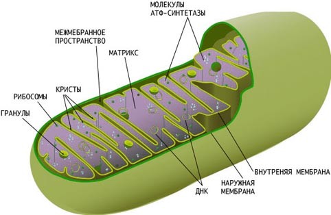 Рис. с http://ru.wikipedia.org/wiki/%D0%9C%D0%B8%D1%82%D0%BE%D1%85%D0%BE%D0%BD%D0%B4%D1%80%D0%B8%D1%8F