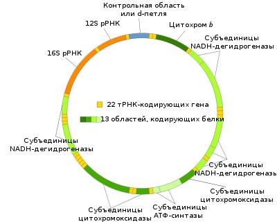 Схема мтДНК с сайта http://ru.wikipedia.org/wiki/%D0%9C%D0%B8%D1%82%D0%BE%D1%85%D0%BE%D0%BD%D0%B4%D1%80%D0%B8%D0%B0%D0%BB%D1%8C%D0%BD%D0%B0%D1%8F_%D0%94%D0%9D%D0%9A