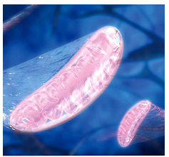 Митохондрии – мембранные органоиды клетки