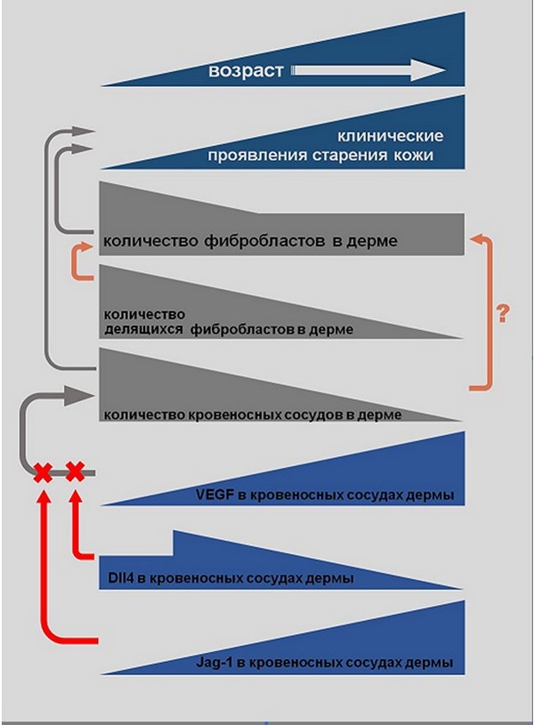 Механизм старения кожи