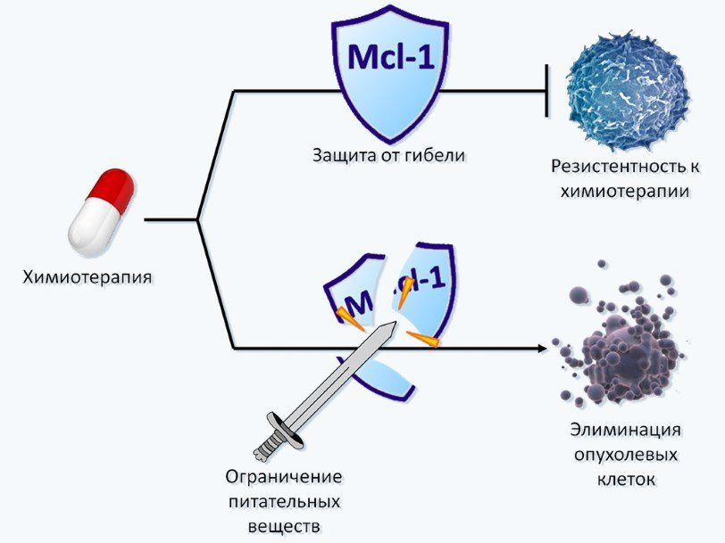   Mcl-1