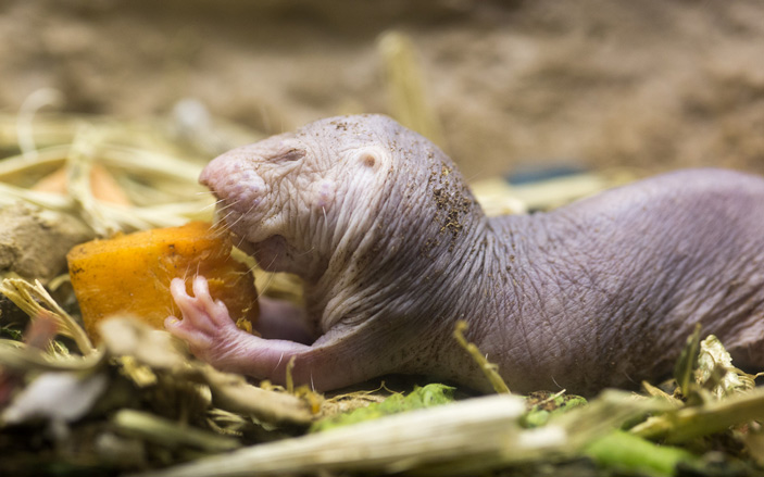   (Naked mole rat, Heterocephalus glaber) -   