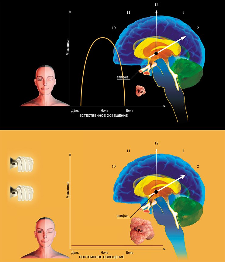 Гормон мелатонин, выделяемый нашими «биологическими часами» - эпифизом - в темное время суток, играет важнейшую роль в реализации противоопухолевого иммунитета
