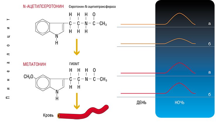 Биосинтез и суточный ритм мелатонина в пинеалоцитах (клетках эпифиза) (а) и в крови (б). Свет угнетает продукцию и секрецию мелатонина, поэтому его максимальный уровень в эпифизе и крови наблюдается в ночные часы, а минимальный - в утренние и дневные