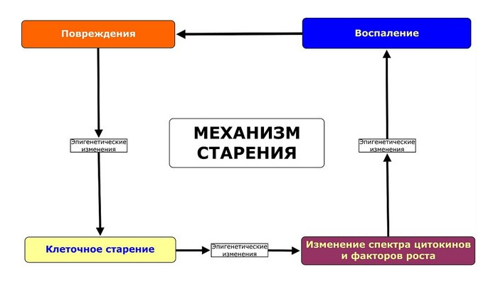 Реферат: Механизмы старения организма