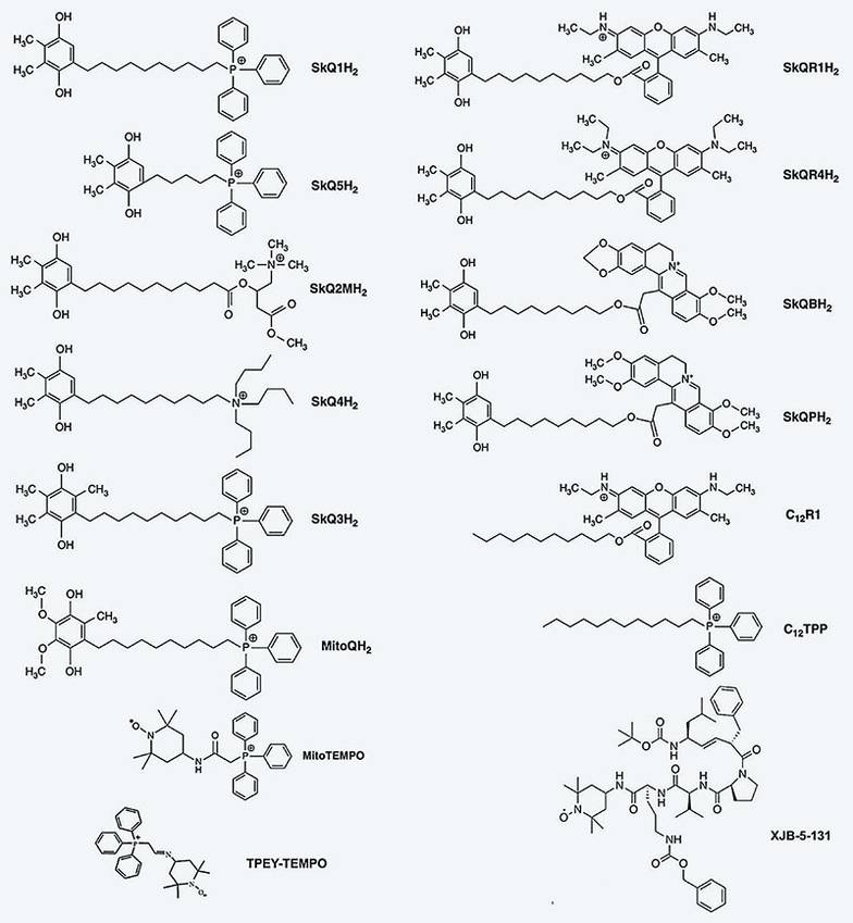 Int. J. Mol. Sci. 2023, 24(16), 12540   