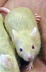   -    -     .        GHR-KO 11C (   lifeinlegacy.com).